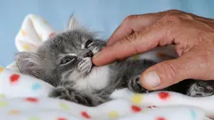 家族に最適な猫は？おすすめの猫種4選