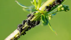 化学薬品を使わず、手間もかからずに植物のアブラムシを駆除:この簡単な方法を覚えておきましょう