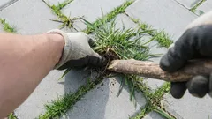 タイルの隙間にある雑草を完全に駆除する方法：キッチンに隠された即効の解決策